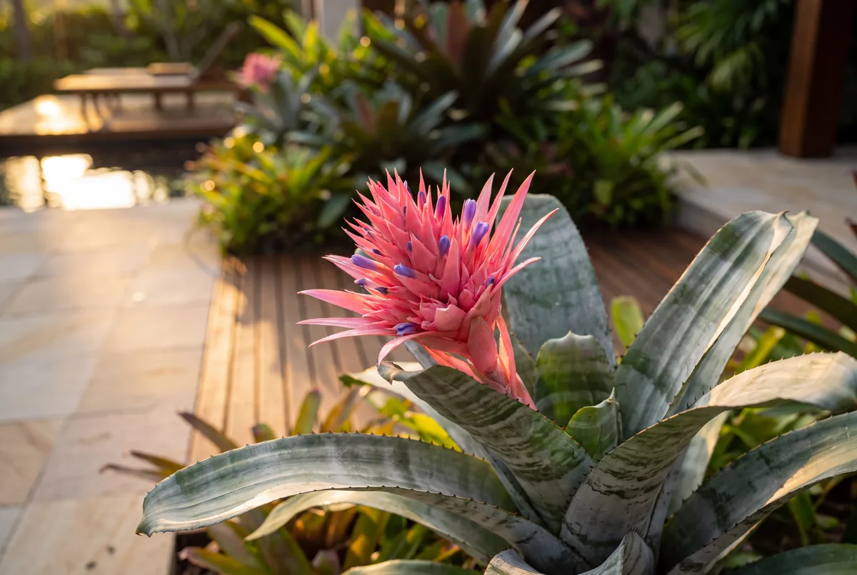 Aechmea bromelia